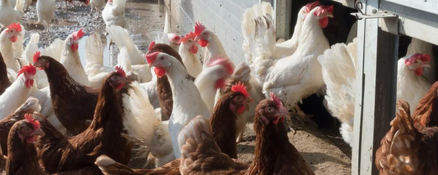chicken-1230969 1280